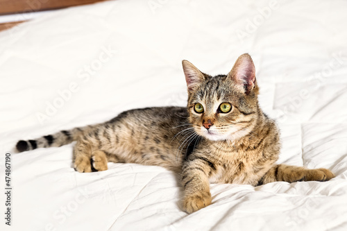 Cute tabby cat lying down on white blanket on the bed. Funny home pet. Concept of relaxing and cozy wellbeing. Sweet dream. © Caterina Trimarchi