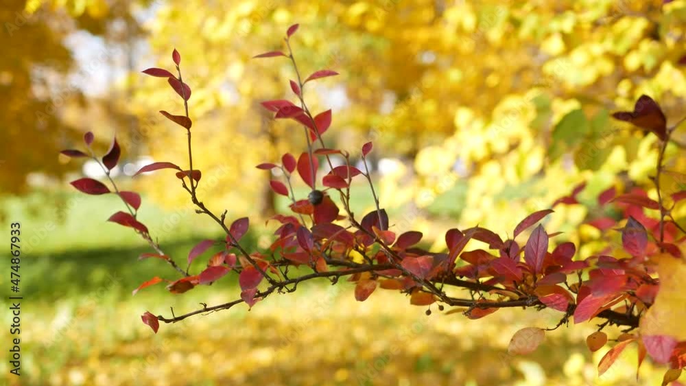 Autumn, leaf fall, sunny day in the autumn forest. Golden autumn - colorful leaves on the trees, a kaleidoscope of color and light during the fall. Autumn, leaf fall, sunny day in the autumn forest. Golden autumn - colorful leaves on the trees, a kaleidoscope of color and light during the fall.
