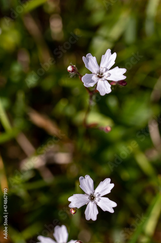 Heliosperma pusillum flower in meadow photo