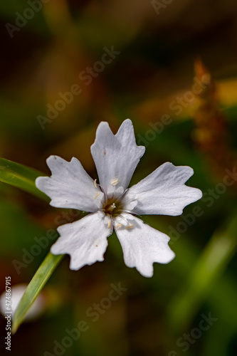 Heliosperma pusillum flower growing in meadow