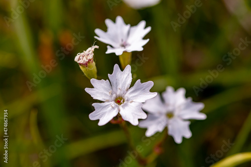 Heliosperma pusillum flower in meadow, close up