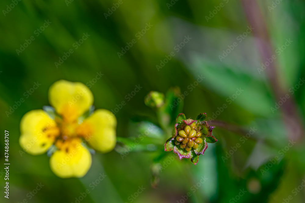 Potentilla erecta flower in meadow, close up shoot Potentilla erecta flower in meadow, close up shoot