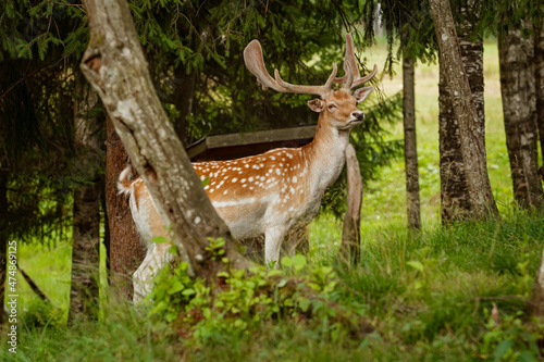 Deers with big horns resting near the forest