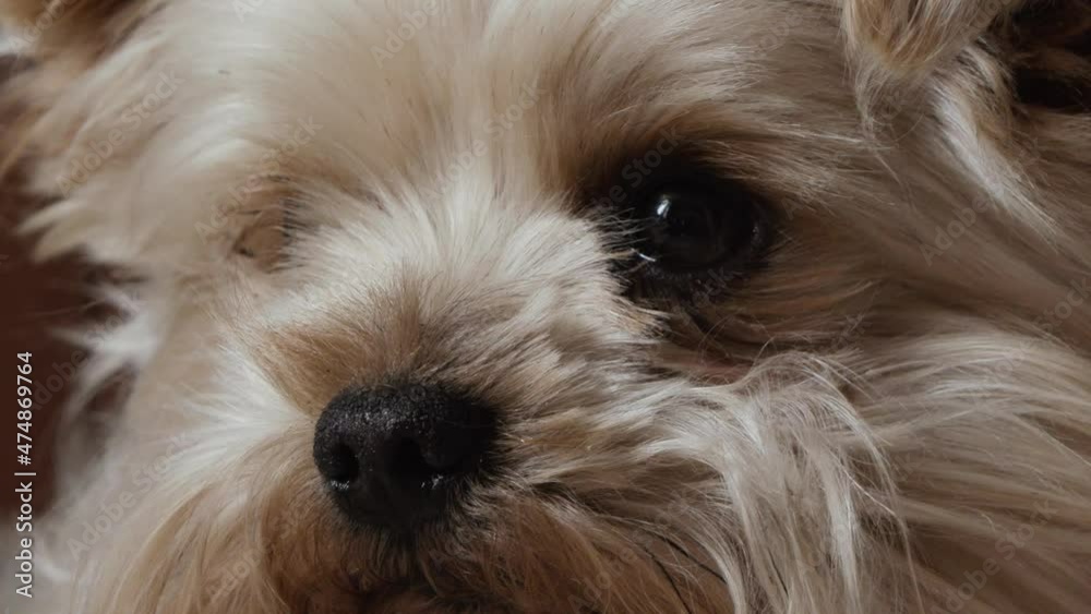dog yorkshire terrier close-up at home dog yorkshire terrier close-up at home