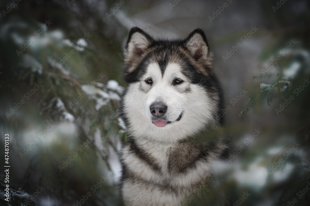 Close-up portrait of a powerful Alaskan Malamute dog among snow-covered spruce branches against the background of a frosty winter coniferous forest. Looking away. The mouth is open Close-up portrait of a powerful Alaskan Malamute dog among snow-covered spruce branches against the background of a frosty winter coniferous forest. Looking away. The mouth is open