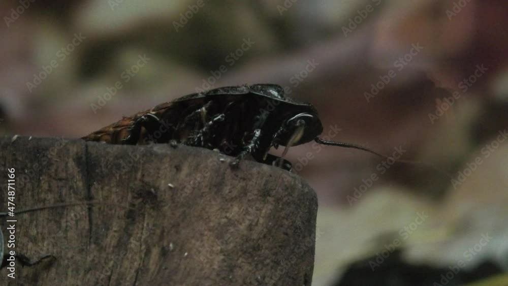 Vidéo Stock Close-up View Of Madagascar Hissing Cockroaches In ...