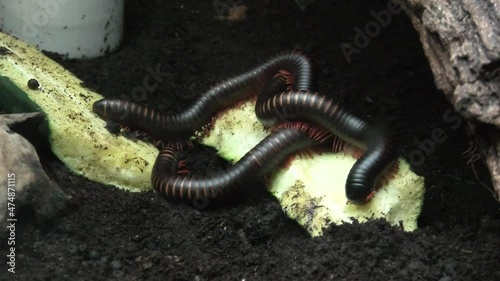Giant African millipede or shongololo in terrarium. Archispirostreptus gigas species. The species living in Africa. Close-up view. photo