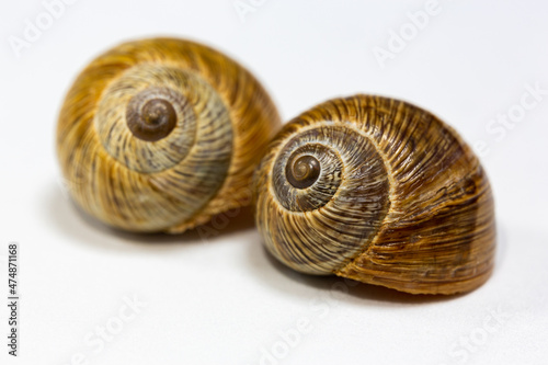 Selective focus of two brown snail shells on isolated white background. The fractal center of the snail shell on the right is in selective focus.