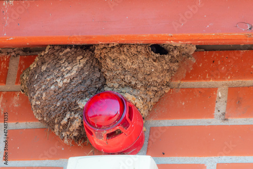 Common house martin nest near alarm system- Delichon urbicum photo