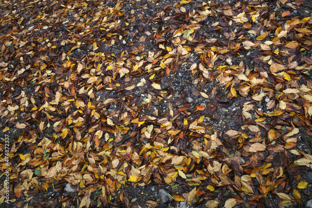 Urban park in autumn Urban park in autumn