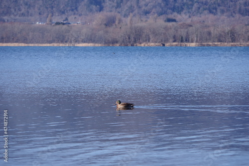 冬の湖を泳ぐ一羽の鴨。