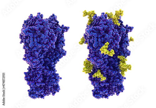 Molecular model of influenza virus hemagglutinin photo