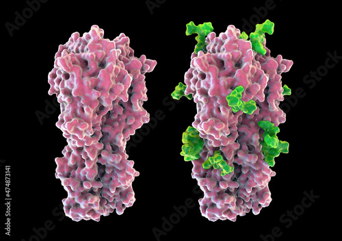 Molecular model of influenza virus hemagglutinin photo