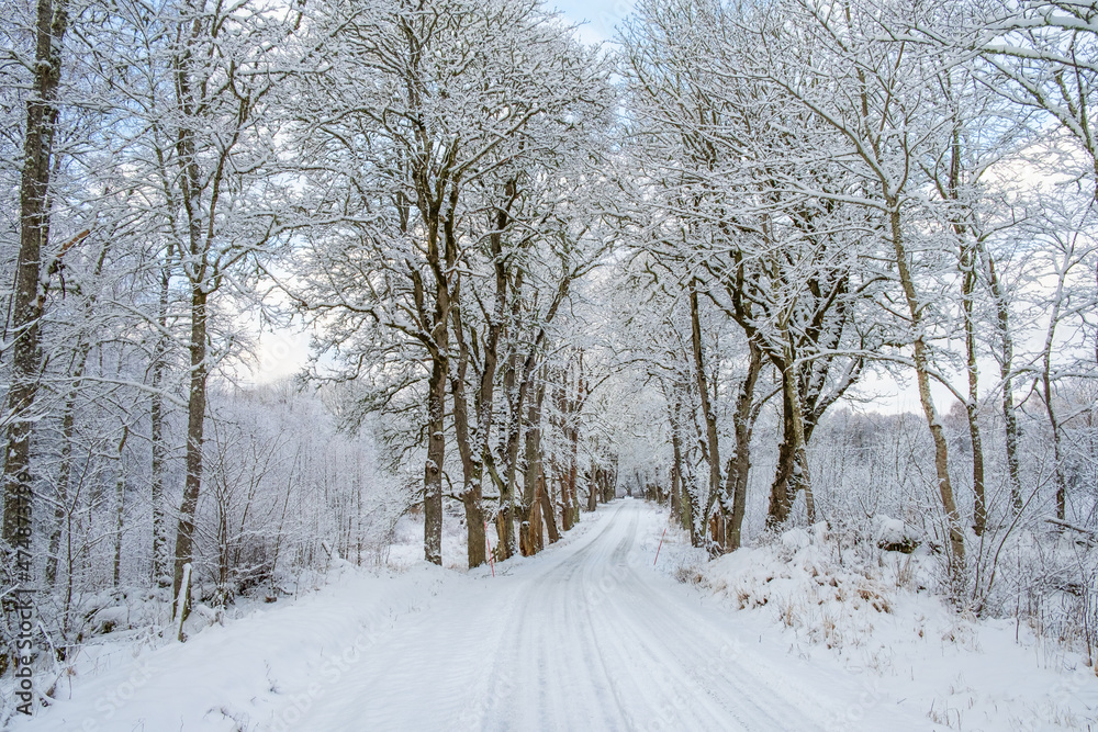Obraz premium Tree lined road in the winter