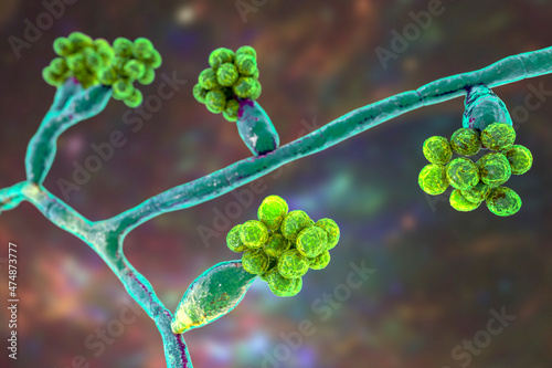 Mould fungi Madurella, 3D illustration photo