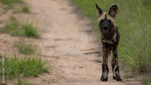 African wild dog with green grass