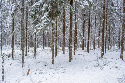 Frozen tree trunks in a spruce forest