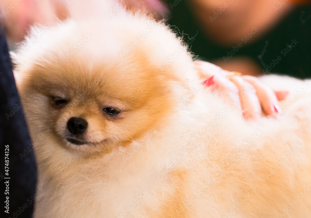Portrait of a beautiful fluffy Pomeranian dog Portrait of a beautiful fluffy Pomeranian dog