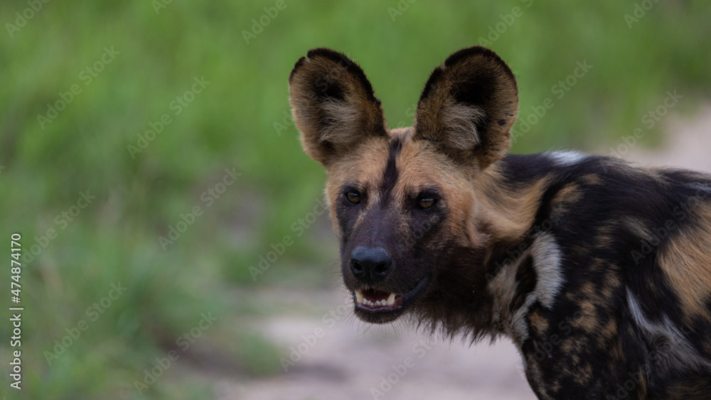 African wild dog with green grass African wild dog with green grass