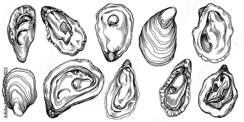 Oysters vector with engraving style illustration of logo or emblem for design seafood menu, lunch. Classic American steakhouse or French bistro appetizer.