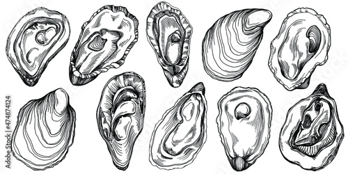 Oysters vector with engraving style illustration of logo or emblem for design seafood menu, lunch. Classic American steakhouse or French bistro appetizer.