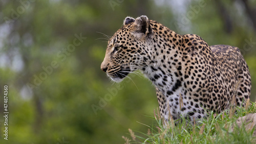 leopard with a blind eye on a termite mound © Jurgens