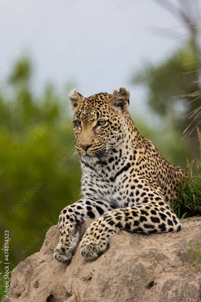 Fototapeta premium leopard with a blind eye on a termite mound