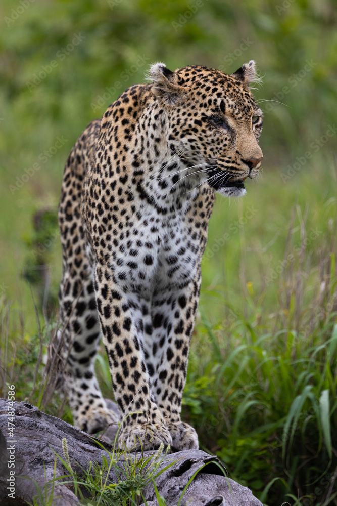 Fototapeta premium leopard with one blind eye