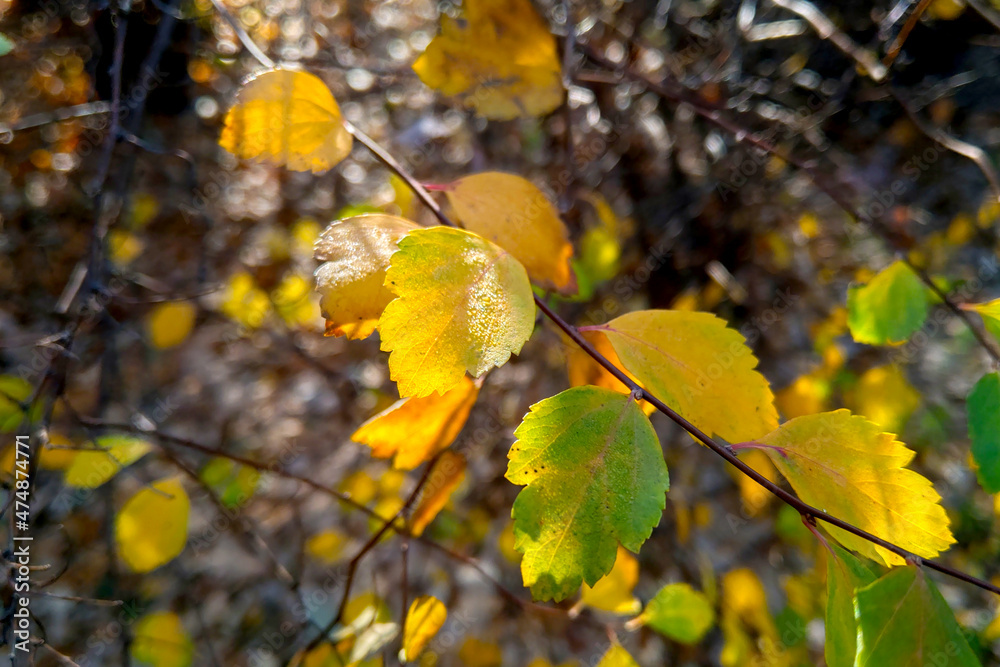 Obraz premium Yellow green leaves on a tree branch in a forest or park in autumn. The background of nature.