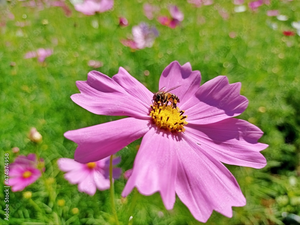 pink cosmos flowers