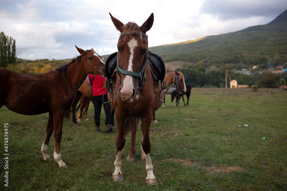 muzzles of two adult brown horses, close-up muzzles of two adult brown horses, close-up