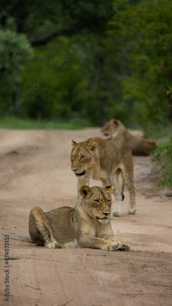 Naklejka premium lioness in the wild of Africa