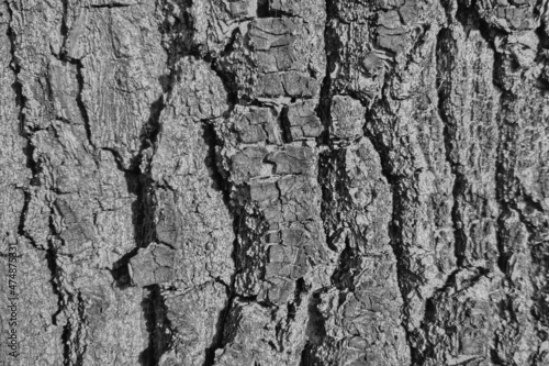 Black and white photo. Gray texture of tree bark. The background of nature, wood. Forest background.