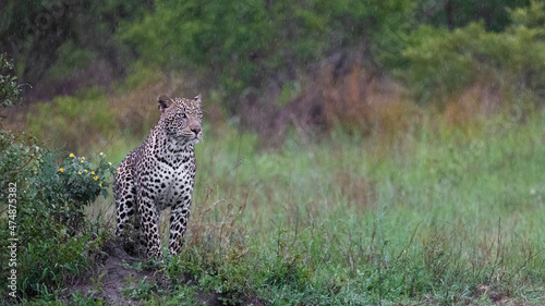male leopard on the move in the rain