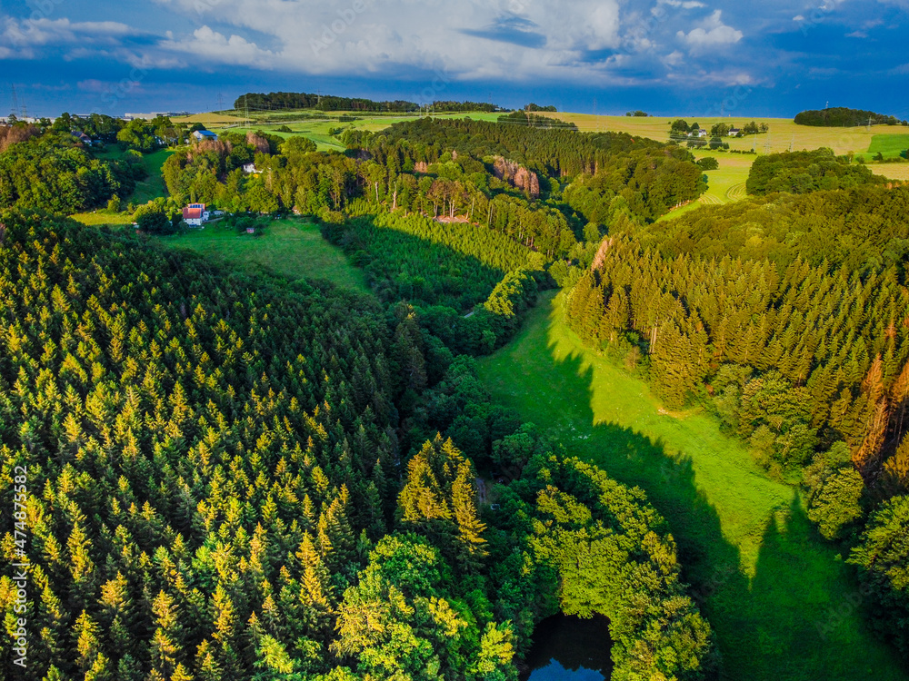 Obraz premium forest 