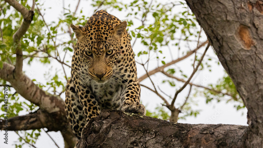 Obraz premium Leopard male in a marula tree