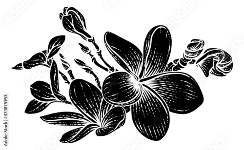 Plumeria Frangipani Tropical Bali Flower Drawing