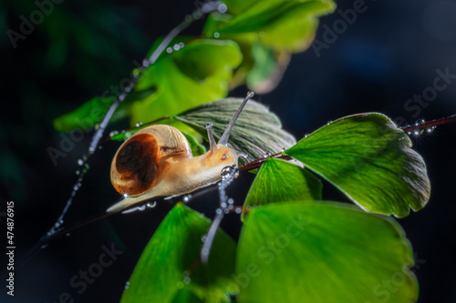 nail on the leaf with the sunlight