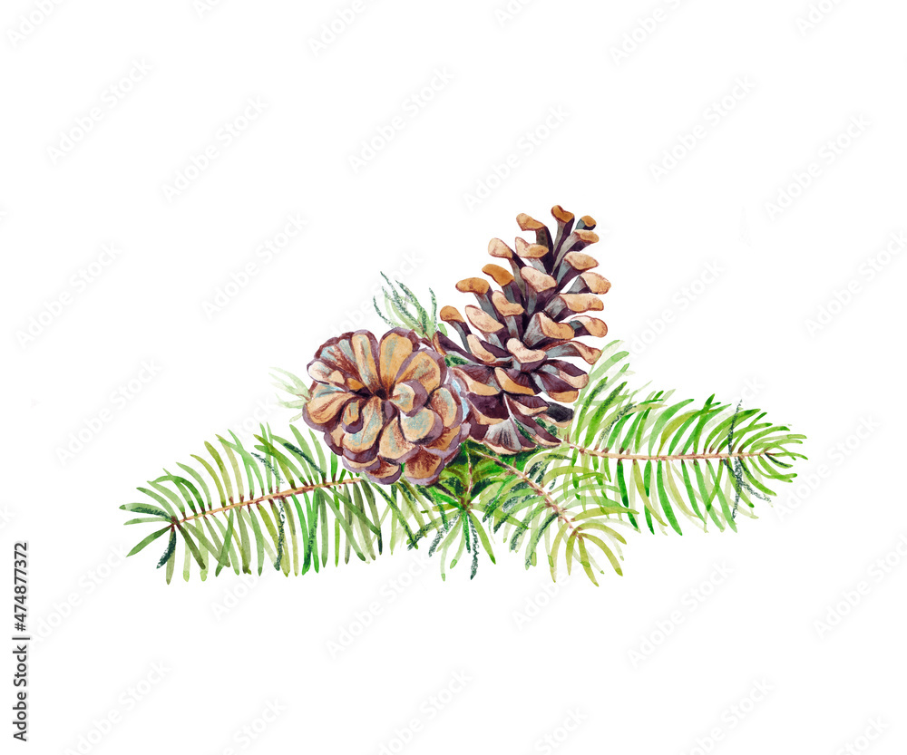 Fototapeta premium Pine branch with cones.Watercolor illustration.Postcard,decor,pattern.