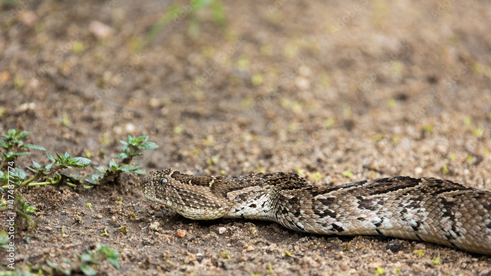Obraz premium Puff adder very well camouflaged