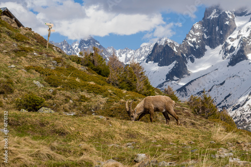 An ibex in the Aiguillette des Houches in the Mont Blanc massif in Europe, France, the Alps, towards Chamonix, in summer, on a sunny day. © Florent