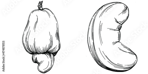 Cashew hand-drawn Vector Illustration isolated on white background. Retro style farm product for restaurant menu, market label, logo, emblem and kitchen design. Decoration for food packaging.