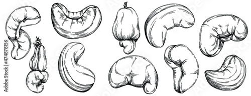 Cashew hand-drawn Vector Illustration isolated on white background. Retro style farm product for restaurant menu, market label, logo, emblem and kitchen design. Decoration for food packaging.