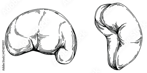 Cashew hand-drawn Vector Illustration isolated on white background. Retro style farm product for restaurant menu, market label, logo, emblem and kitchen design. Decoration for food packaging.