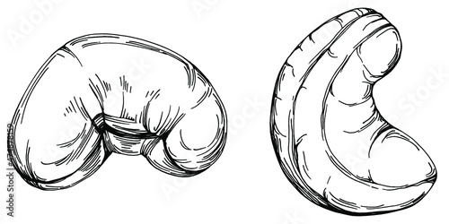 Cashew hand-drawn Vector Illustration isolated on white background. Retro style farm product for restaurant menu, market label, logo, emblem and kitchen design. Decoration for food packaging.