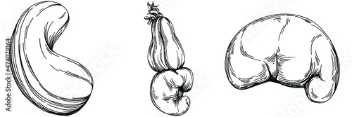 Cashew hand-drawn Vector Illustration isolated on white background. Retro style farm product for restaurant menu, market label, logo, emblem and kitchen design. Decoration for food packaging.