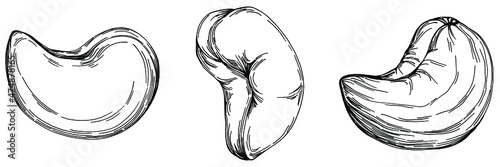 Cashew hand-drawn Vector Illustration isolated on white background. Retro style farm product for restaurant menu, market label, logo, emblem and kitchen design. Decoration for food packaging.