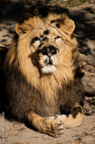 Lion   King of the jungle   Portrait Wildlife animal  