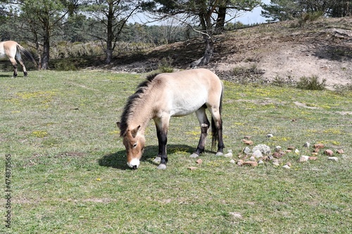 Przewalski horse  photo