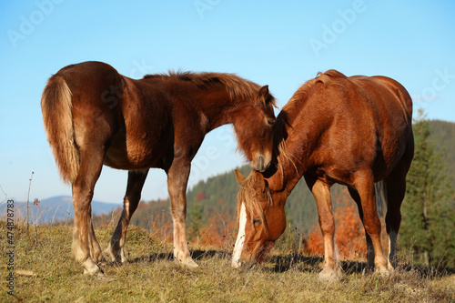 Brown horses grazing outdoors on sunny day. Beautiful pets © New Africa